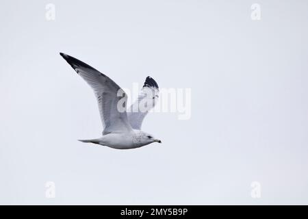 Vista laterale di un gabbiano con fattura ad anello, Larus delawarensis, in volo su un cielo blu chiaro sopra il fiume Mississippi a Davenport, Iowa in una giornata invernale. Foto Stock