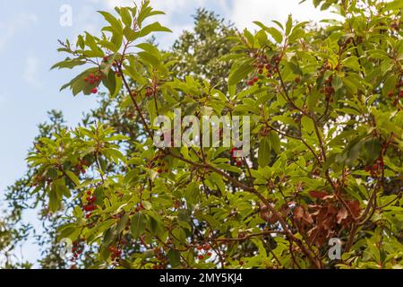 Tronco di arbutus con la sua corteccia rosa peeling. Vista del torrente Kziv alla fine del sentiero segnato dal nero, il parco nazionale Montfort Nahal Kziv, la Galilea occidentale, il distretto settentrionale di Israele Foto Stock