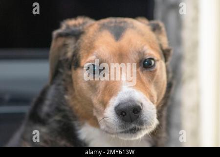 Cane Beagle Cross Foto Stock