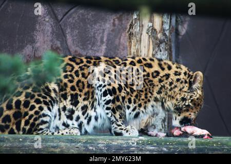Leopardo dell'Amur Foto Stock