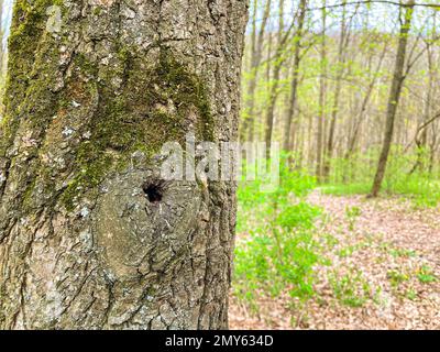 Albero cavo. Un foro per albero o foro per albero è una cavità semi-chiusa che si è formata naturalmente nel tronco o ramo di un albero. Si trovano principalmente io Foto Stock