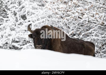 Bisonte europeo, wisent, bisonte bonasus nel suo habitat naturale in inverno. Montagne Bieszczady, Carpazi, Polonia 2023. Foto Stock