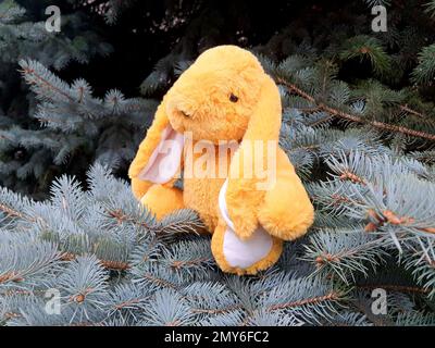 Coniglio giallo, simbolo di 2023, siede su un ramo di albero nella foresta. Foto Stock