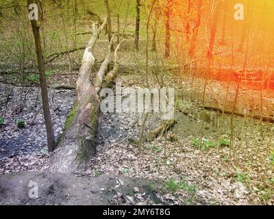 Un enorme albero vecchio si trova nel bosco attraverso il torrente. Un tronco di albero morto che giace sul terreno con erba verde, luce del sole Foto Stock