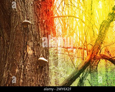 un tronco di un albero pieno di funghi sulla corteccia in un'intensa luce di mezzogiorno Foto Stock