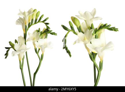 Bellissimi fiori di freesia profumati su sfondo bianco Foto Stock