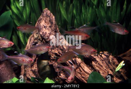 Sanguinamento della tetra cardiaca (Ifessobrycon eritristigma) Foto Stock