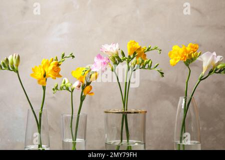 Belle freesias fioritura in vasi di vetro su sfondo grigio Foto Stock