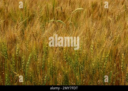 I gambi verdi di maturazione di grano mescolati dentro con il raccolto più maturante che cresce sotto il sole di inizio agosto nel North Dakota occidentale. Foto Stock