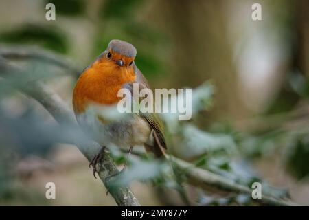 Robin europeo, Erithacus rubecula, in un'agrifoglio. UK Foto di Amanda Rose/Alamy Foto Stock