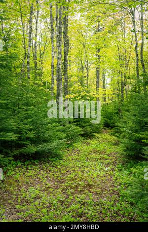 Sole splendente attraverso fresche foglie verdi di una foresta baldacchino in primavera foresta. Foto Stock