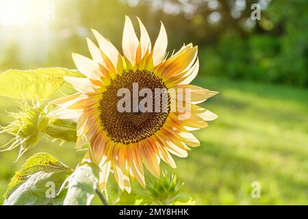 Girasoli bicolore nel giardino di casa. Foto Stock