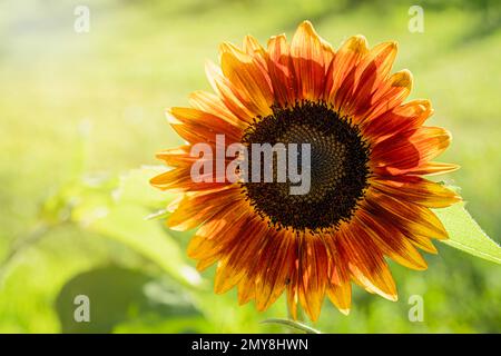 Girasoli bicolore nel giardino di casa. Foto Stock