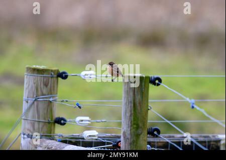 Donna Stonechat, torquata Sassicola, in una recinzione in una riserva naturale durante l'inverno. Foto Stock