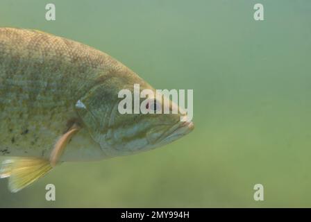 Primo piano di un branzino selvaggio che nuota in un lago interno del Michigan. Salmoidi Micropterus Foto Stock