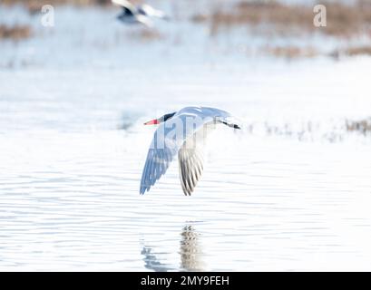 Caspian Tern in volo Foto Stock