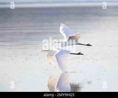 Due grandi Egrets che volano in tandem Foto Stock