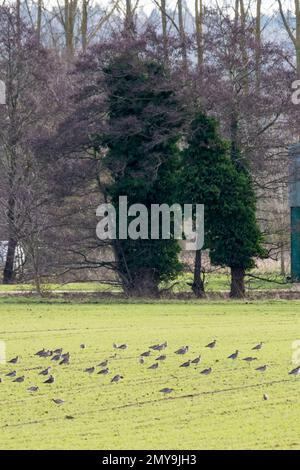 Gregge di ricci selvatici, Numenius arquata, che si nutrono dei terreni agricoli del Norfolk. Foto Stock