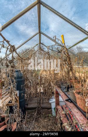 Piante morte in una serra nel corso dell'inverno. In attesa della primavera pulita per prepararsi per la stagione in crescita del prossimo anno. Foto Stock