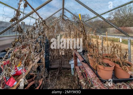 Piante morte in una serra nel corso dell'inverno. In attesa della primavera pulita per prepararsi per la stagione in crescita del prossimo anno. Foto Stock