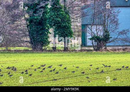 Gregge di ricci selvatici, Numenius arquata, che si nutrono dei terreni agricoli del Norfolk. Foto Stock