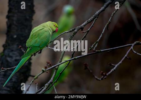 Pappagalli selvatici in un albero a Londra Foto Stock