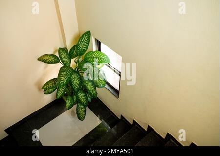 Dumbcane anche conosciuto come leopardo giglio scientificamente noto come Dieffenbachia è cresciuto come una pianta di casa. Pentola di giglio leopardo con grandi foglie tenuto al corne Foto Stock