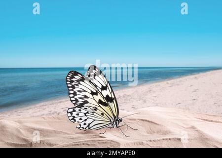 Bellissima farfalla sulla spiaggia di sabbia vicino al mare Foto Stock