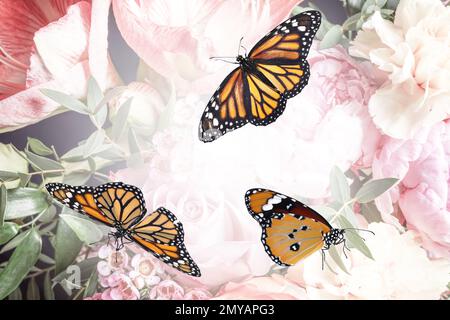 Belle farfalle monarca e tigre pianura su fiori, primo piano Foto Stock