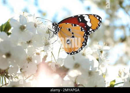 Bella farfalla tigre pianura su ramo albero fioritura, primo piano Foto Stock