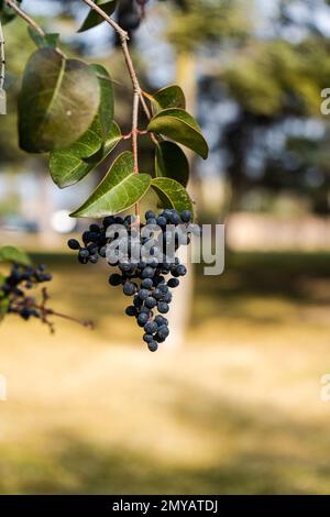 Bacche nere su un albero di pianta privata selvatica (Ligustrum vulgare) Foto Stock