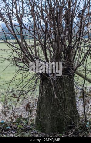 Primo piano di un giovane castagno che cresce accanto ad un albero di cenere in un bosco Foto Stock