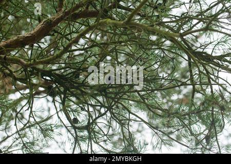 Vista ad angolo basso di un abete e coni di abete Foto Stock