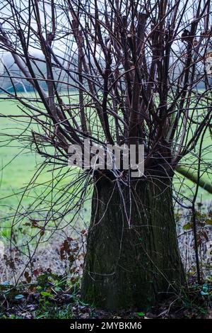 Primo piano di un giovane castagno che cresce accanto ad un albero di cenere in un bosco Foto Stock