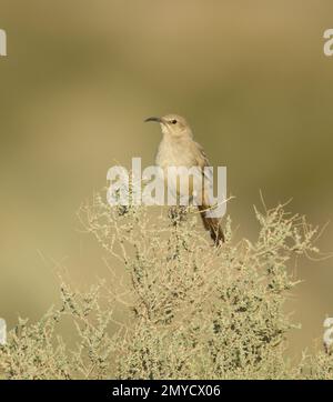 Thrasher di le Conte, Toxostoma lecontei, arroccato su saltbush, Atriplex sp. Foto Stock