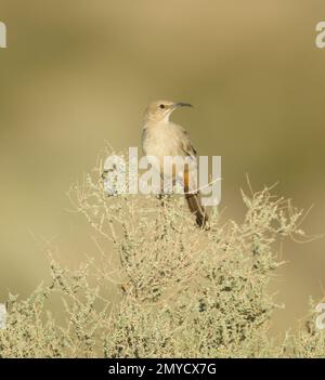 Thrasher di le Conte, Toxostoma lecontei, arroccato su saltbush, Atriplex sp. Foto Stock