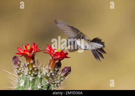 Hummingbird maschio, Archilochus alexandri, che mangia al fiore di cactus, Echinocereus sp. Foto Stock