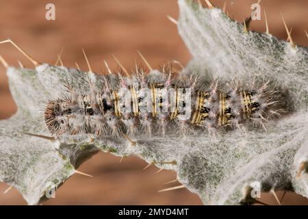 Lady Painted Butterfly larva, Vanessa cardui, Nymphalidae. Nutrimento sul cardo, Cirsium sp. Lunghezza 30 mm. Foto Stock