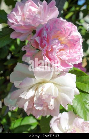 Rosa Grande Maid Blush, Rosa Bianca di york Foto Stock