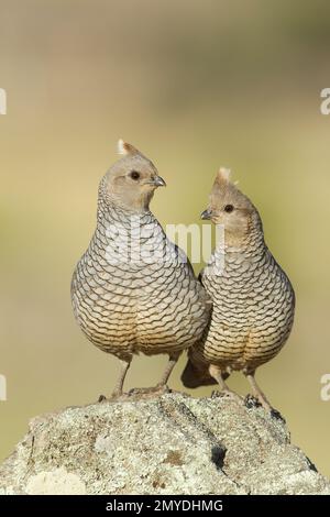 Scaled Quail, Callipepla squamata, coppia su roccia ricoperta di lichene. Foto Stock