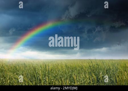 Incredibile arcobaleno sul campo di grano sotto il cielo tempestoso Foto Stock