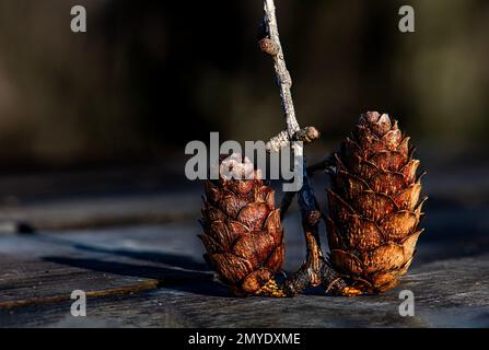 pinecone trovato sullo stesso ramo che è caduto da un albero nella foresta Foto Stock