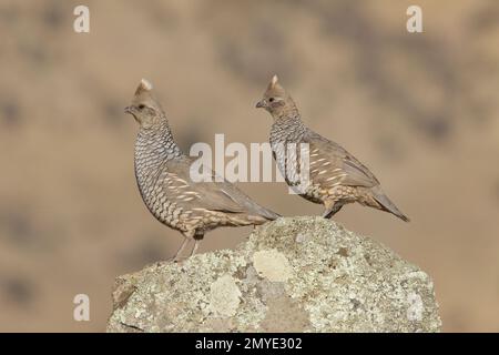 Scaled Quail, Callipepla squamata, coppia arroccata su roccia ricoperta di lichene. Foto Stock