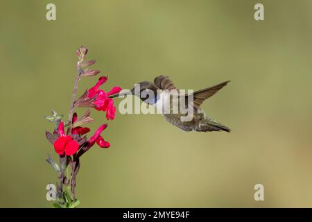 Maschio hummingbird nero, Archilochus alexandri, che si nutre ai fiori di Salvia greggii. Foto Stock