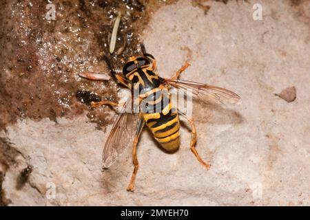 Syrphid Fly, Milesia bella, Syrphidae. Foto Stock