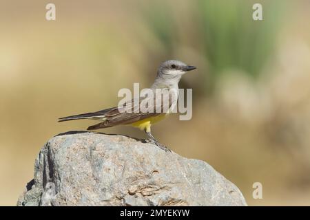 Western Kingbird, Tyrannus verticalis, arroccato sulla roccia. Foto Stock