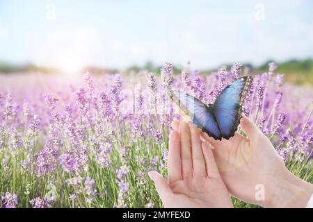 Donna che tiene bella farfalla morfo in campo di lavanda, primo piano Foto Stock