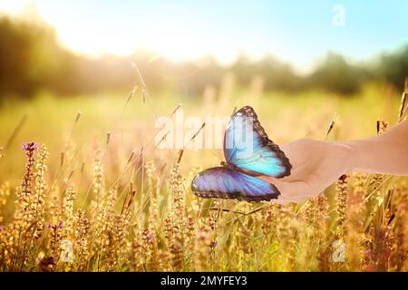 Donna che tiene bella farfalla morfo in campo illuminato dal sole, primo piano Foto Stock