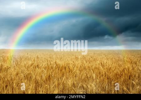 Incredibile arcobaleno sul campo di grano sotto il cielo tempestoso Foto Stock