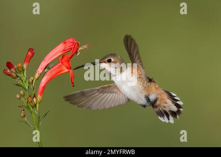 La femmina di Hummingbird di Allen, Selasforus sasin sedentarius, che mangia al fiore di capriolo del capo, Tecomaria capensis. Foto Stock